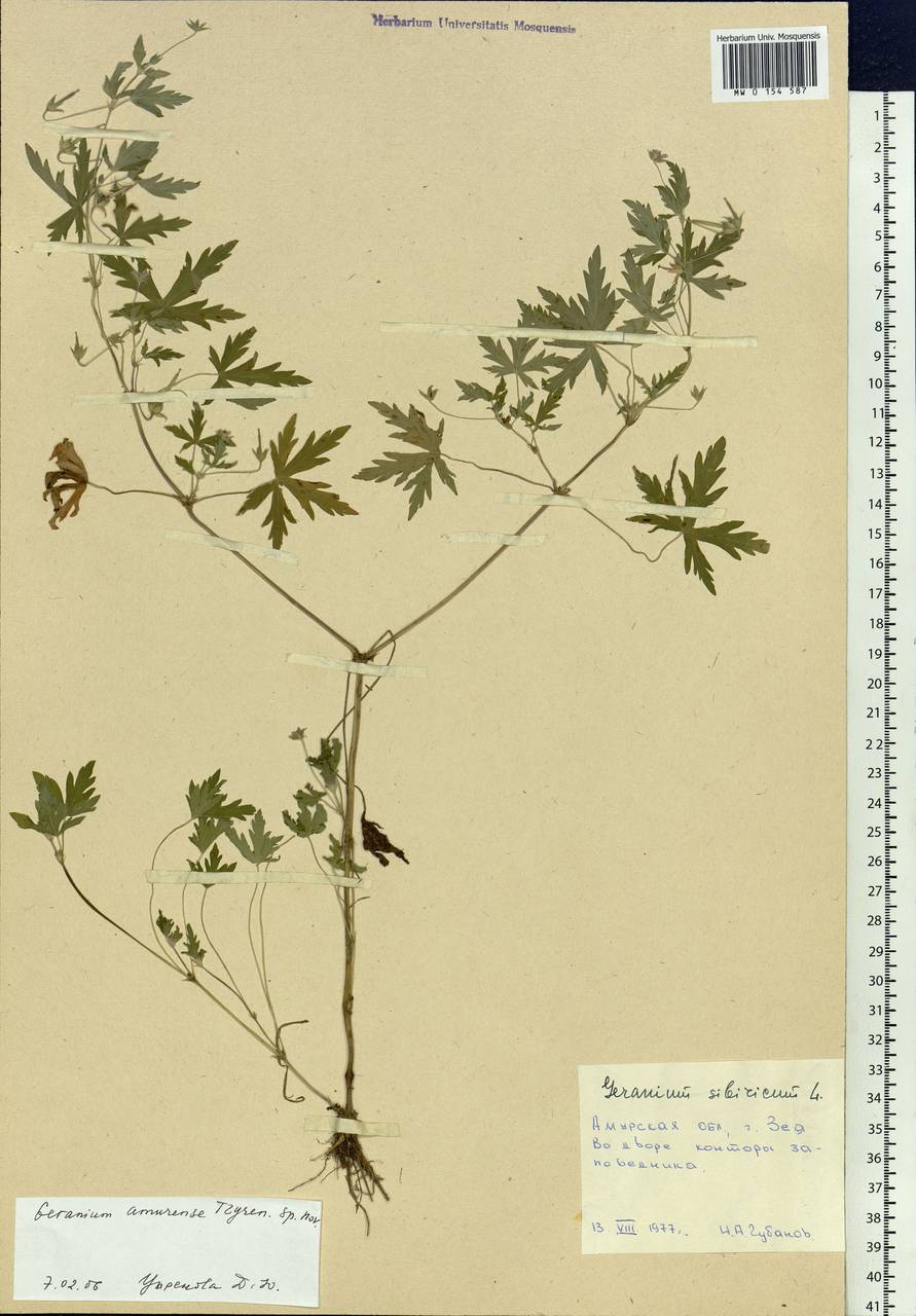 Geranium sibiricum L., Siberia, Russian Far East (S6) (Russia)