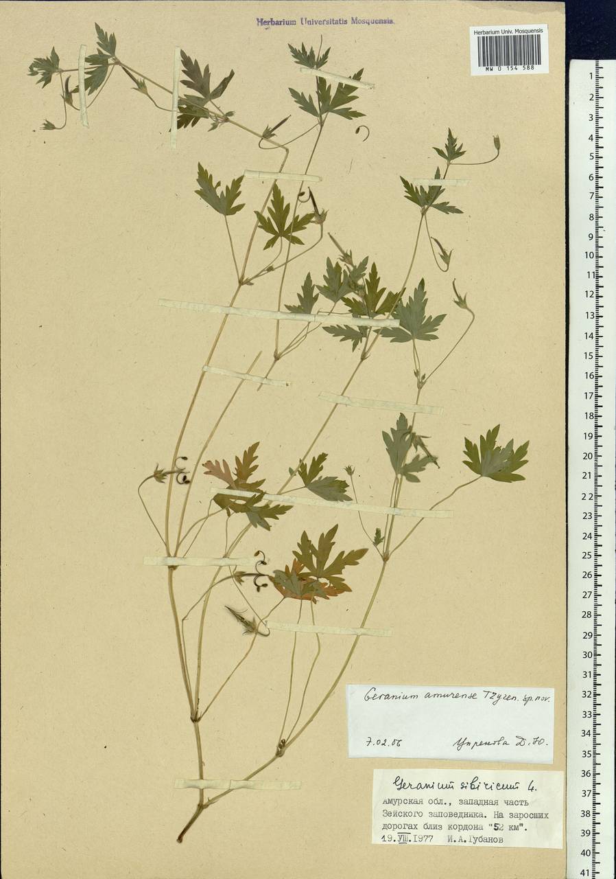 Geranium sibiricum L., Siberia, Russian Far East (S6) (Russia)