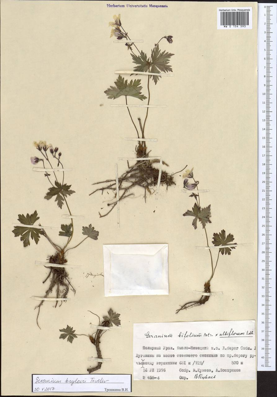 Geranium albiflorum Ledeb., Siberia, Western Siberia (S1) (Russia)