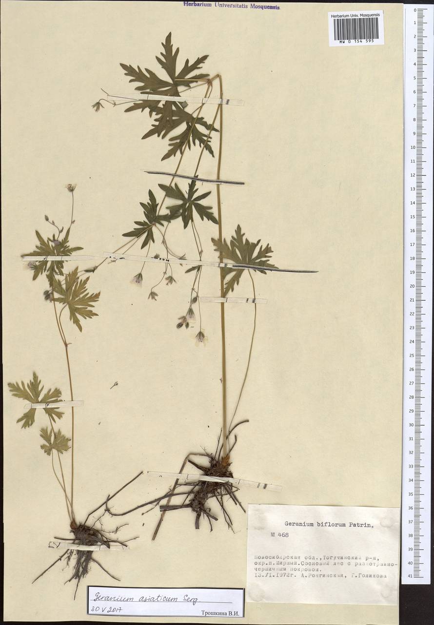 Geranium pseudosibiricum J. Mayer, Siberia, Western Siberia (S1) (Russia)