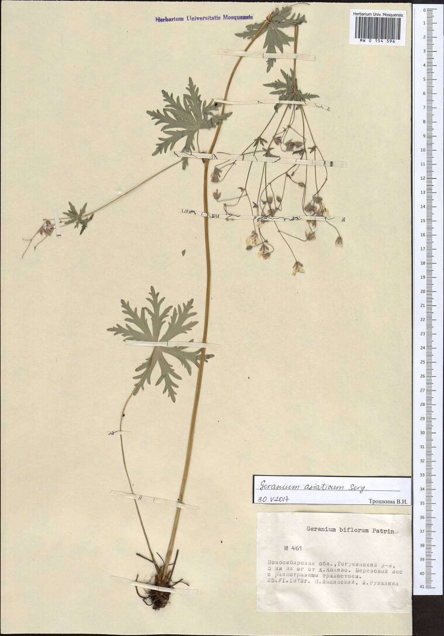 Geranium pseudosibiricum J. Mayer, Siberia, Western Siberia (S1) (Russia)