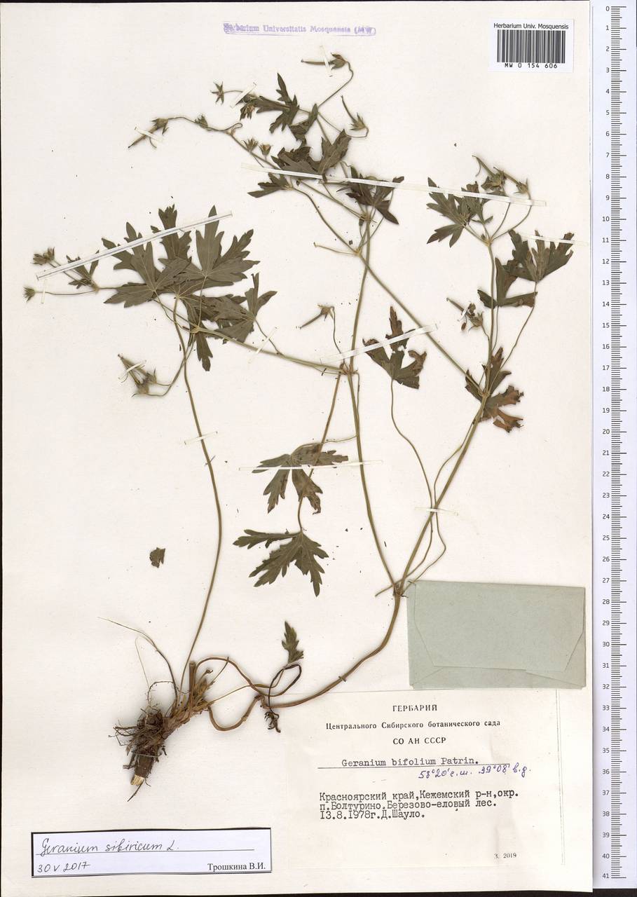 Geranium sibiricum L., Siberia, Central Siberia (S3) (Russia)