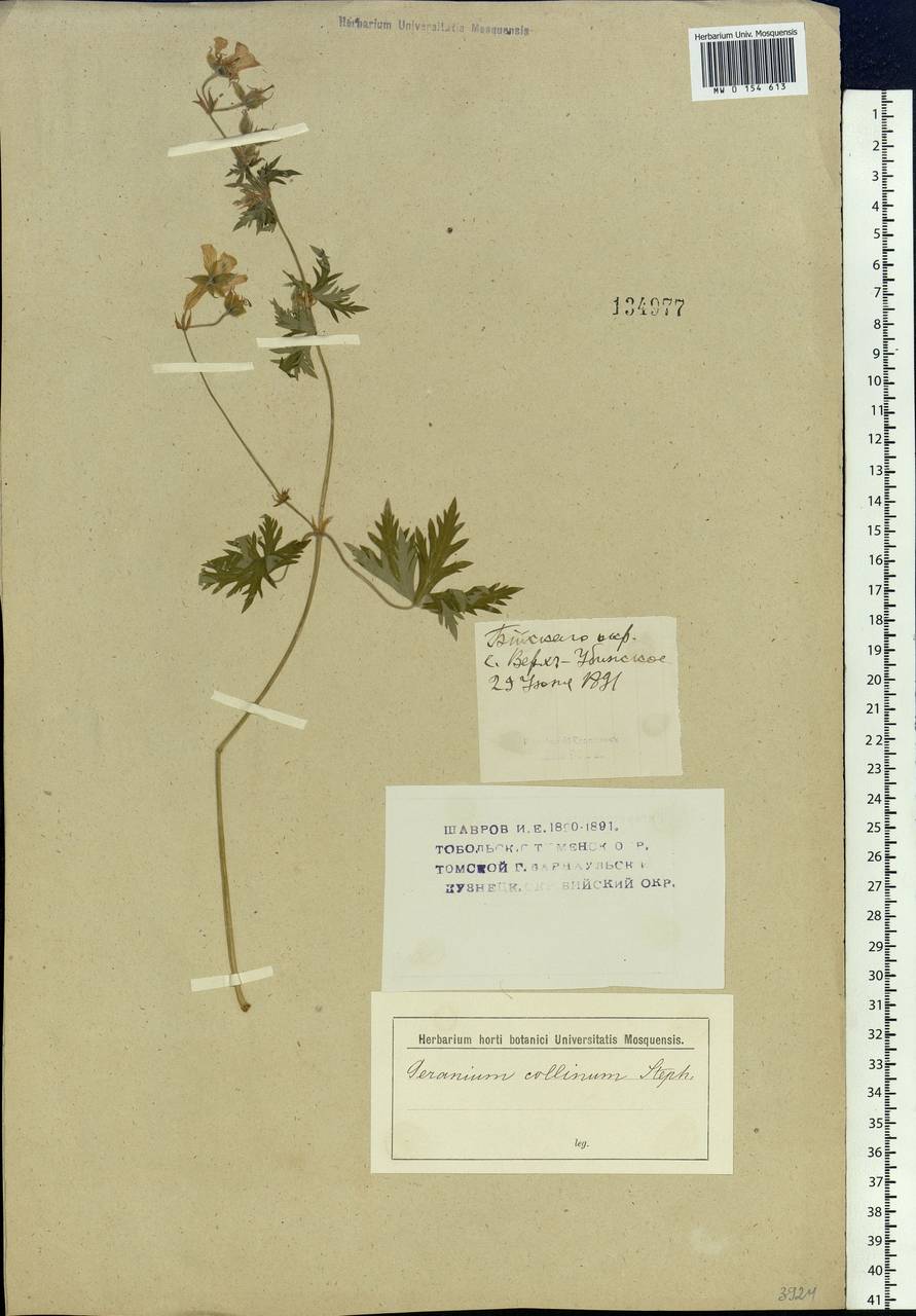 Geranium collinum Stephan ex Willd., Siberia, Western (Kazakhstan) Altai Mountains (S2a) (Kazakhstan)
