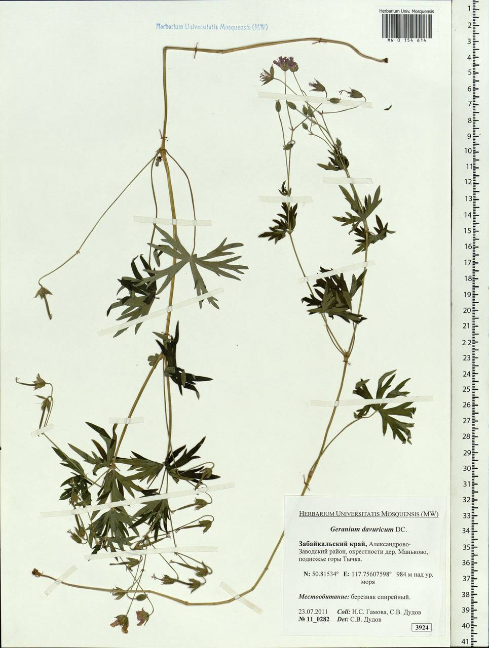 Geranium dahuricum DC., Siberia, Baikal & Transbaikal region (S4) (Russia)