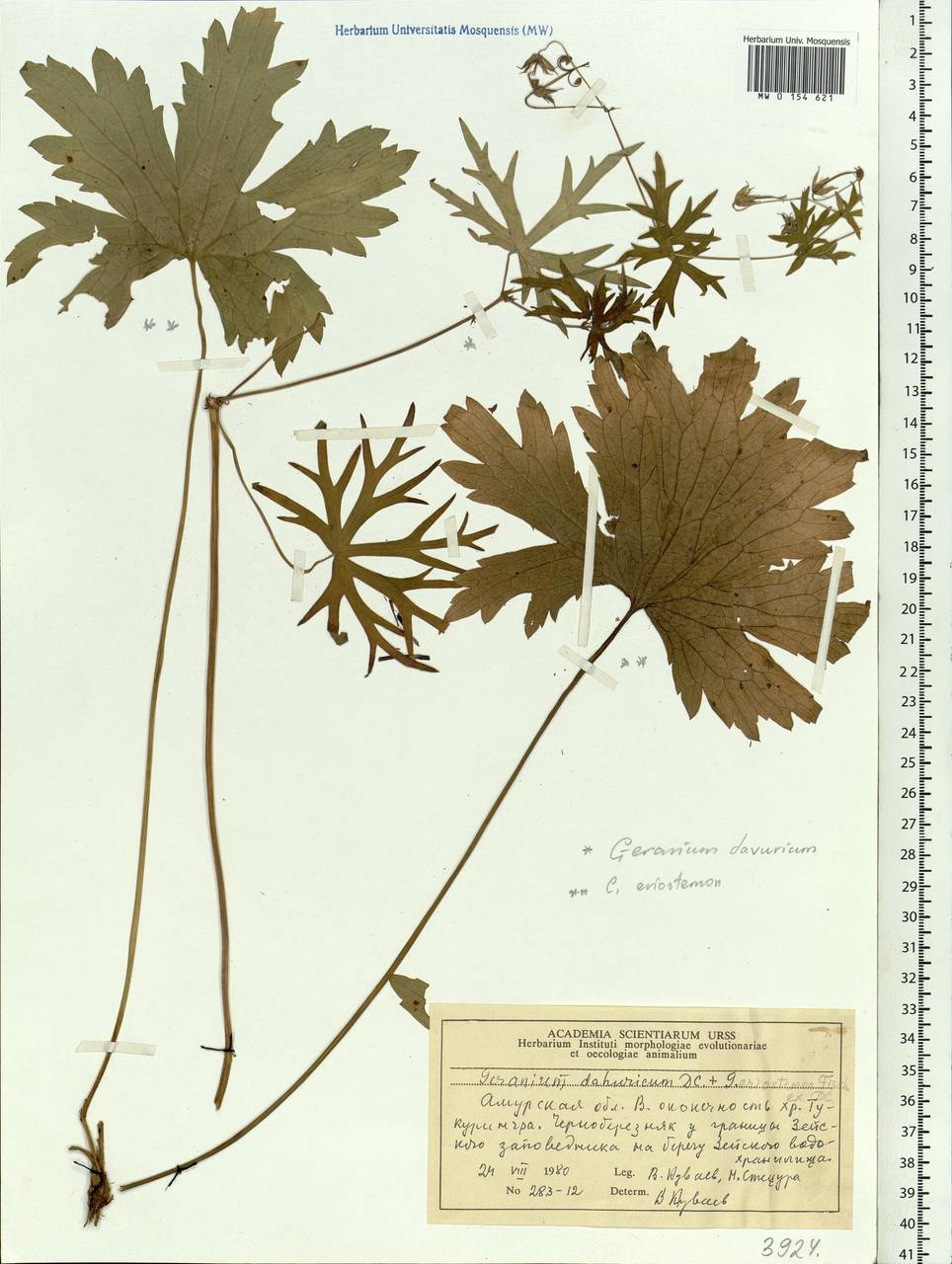Geranium dahuricum DC., Siberia, Russian Far East (S6) (Russia)