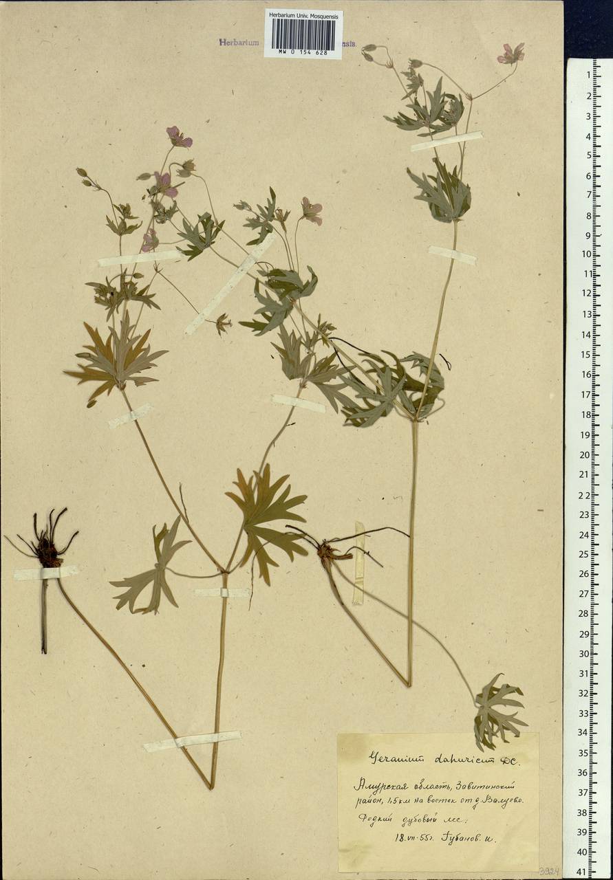 Geranium dahuricum DC., Siberia, Russian Far East (S6) (Russia)