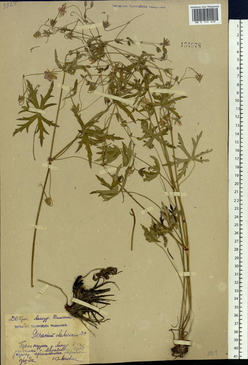 Geranium dahuricum DC., Siberia, Russian Far East (S6) (Russia)