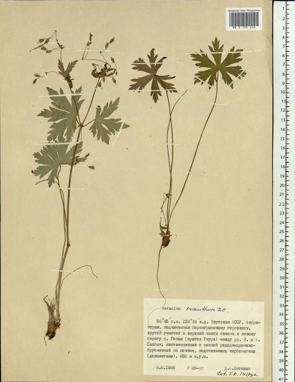 Geranium erianthum DC., Siberia, Yakutia (S5) (Russia)