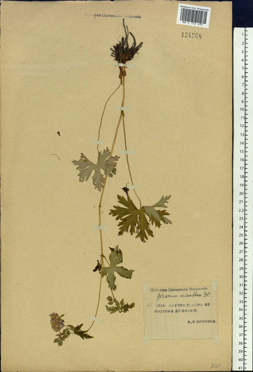 Geranium erianthum DC., Siberia, Yakutia (S5) (Russia)