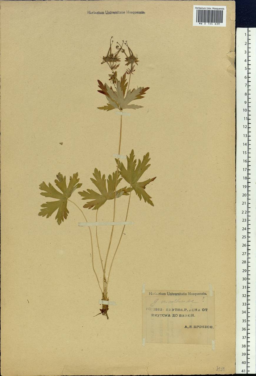 Geranium erianthum DC., Siberia, Yakutia (S5) (Russia)