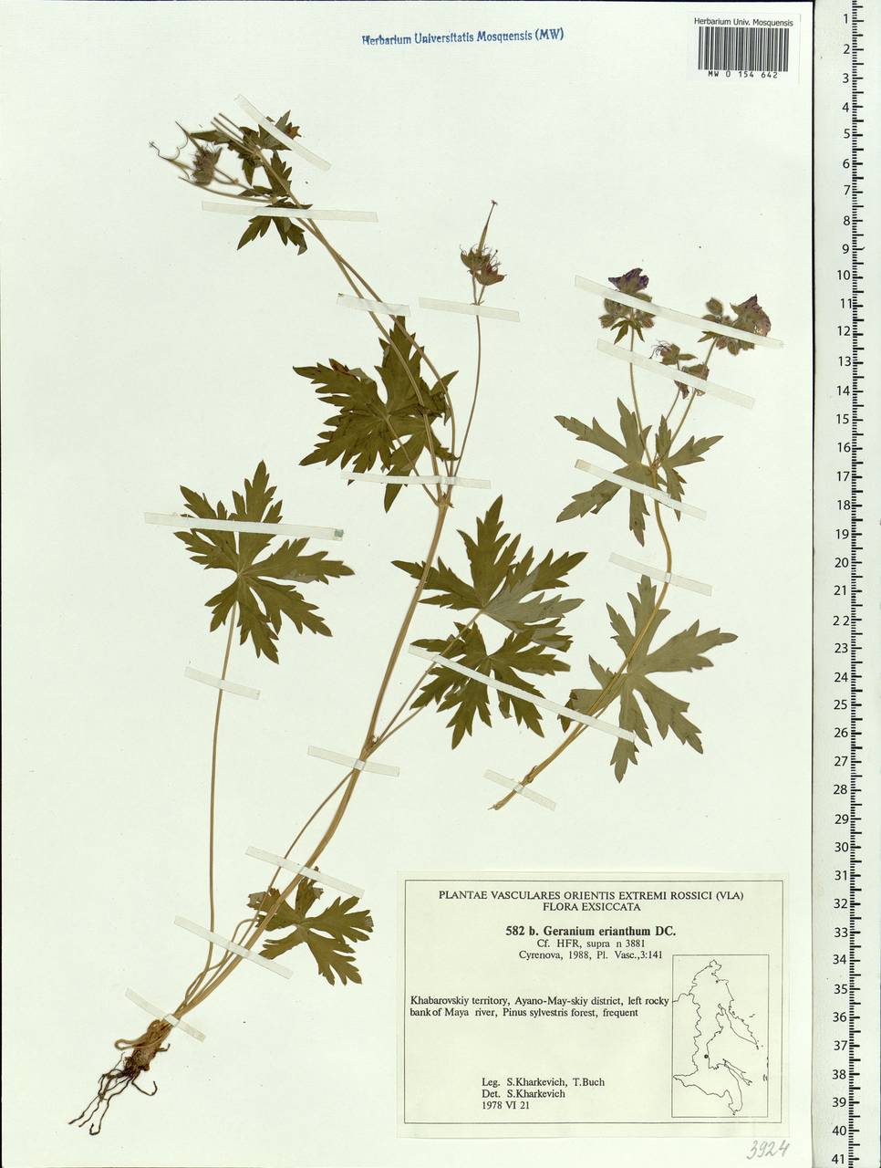 Geranium erianthum DC., Siberia, Russian Far East (S6) (Russia)