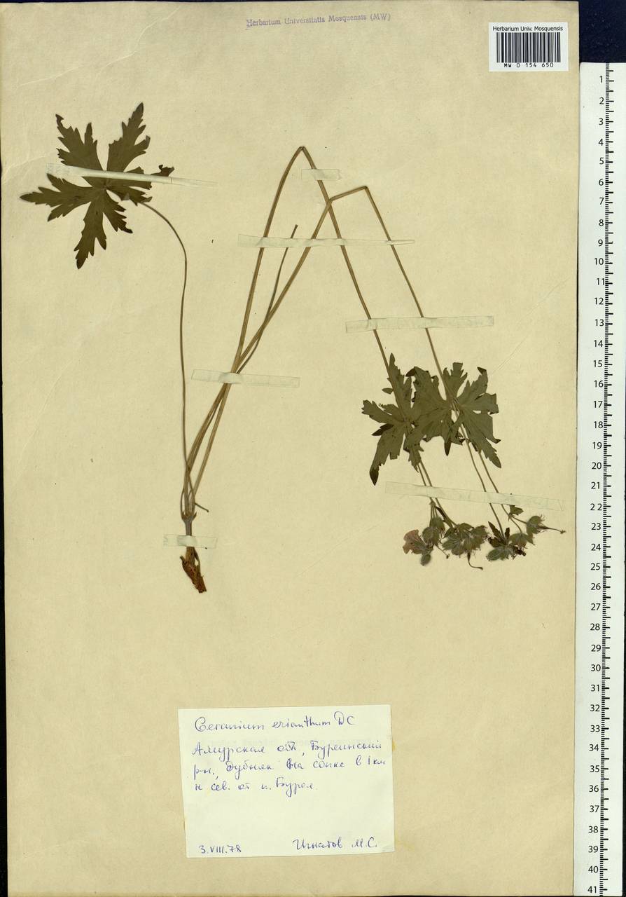 Geranium erianthum DC., Siberia, Russian Far East (S6) (Russia)
