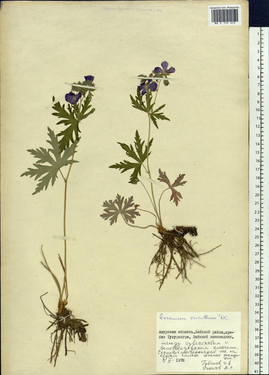 Geranium erianthum DC., Siberia, Russian Far East (S6) (Russia)