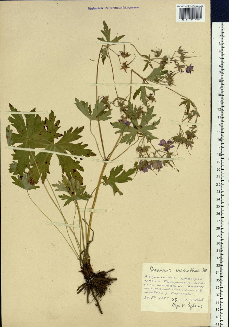 Geranium erianthum DC., Siberia, Russian Far East (S6) (Russia)
