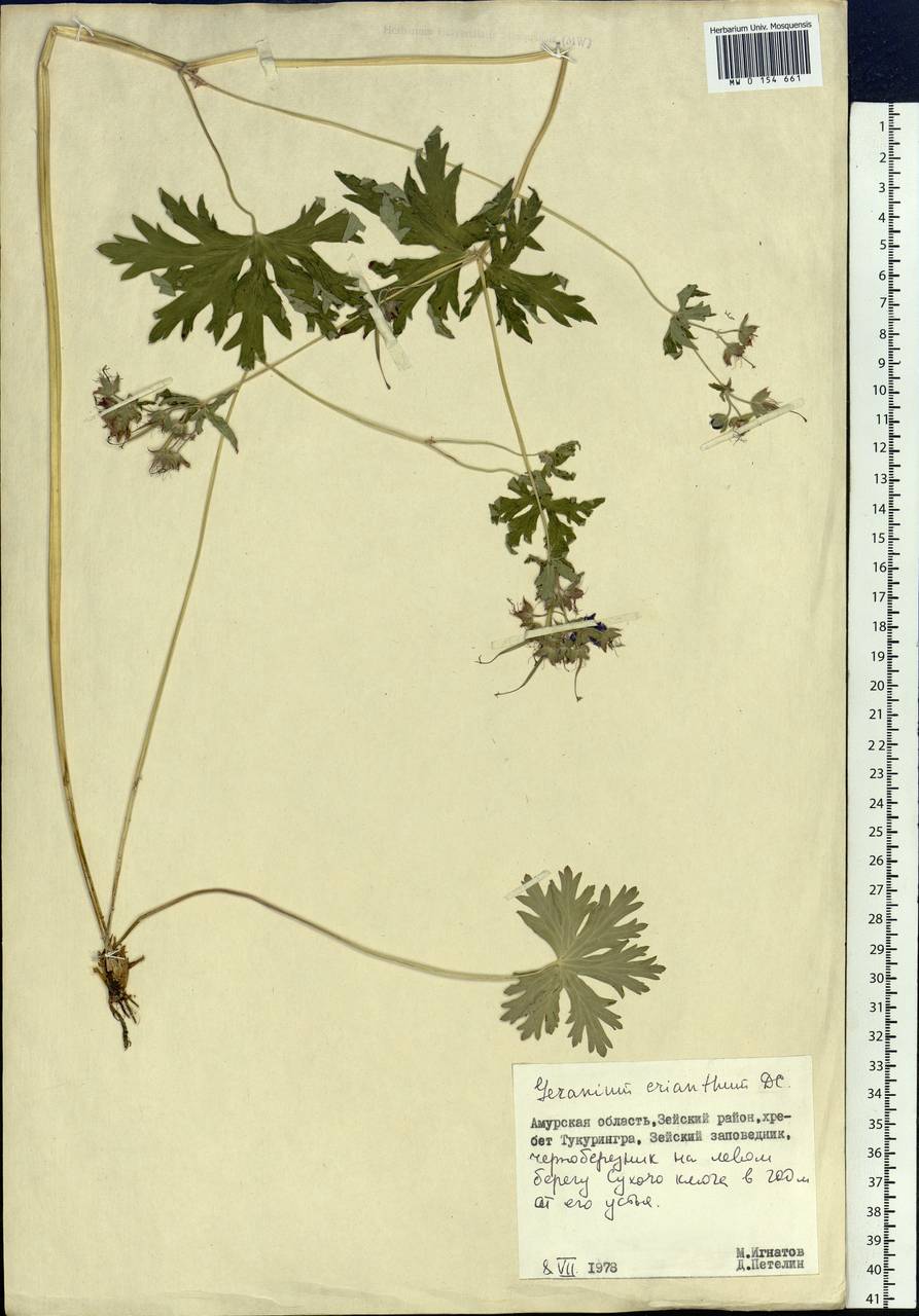 Geranium erianthum DC., Siberia, Russian Far East (S6) (Russia)