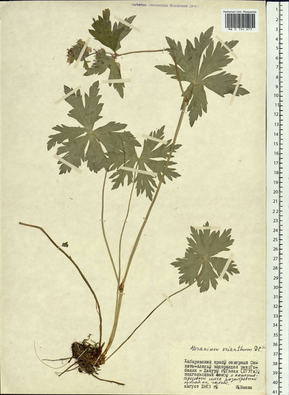 Geranium erianthum DC., Siberia, Russian Far East (S6) (Russia)
