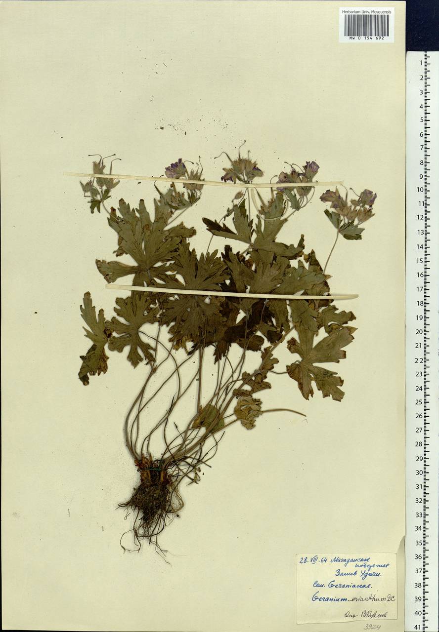 Geranium erianthum DC., Siberia, Chukotka & Kamchatka (S7) (Russia)