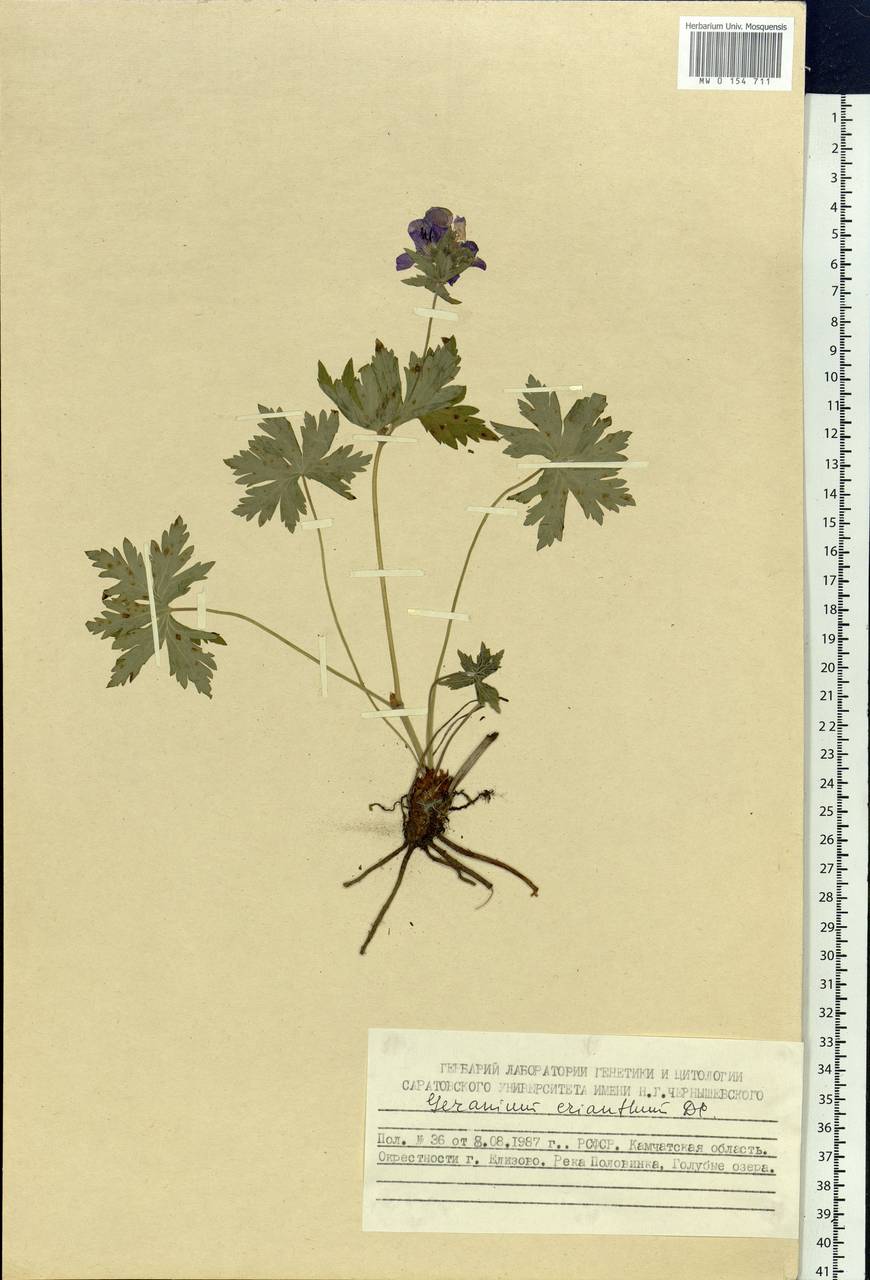 Geranium erianthum DC., Siberia, Chukotka & Kamchatka (S7) (Russia)