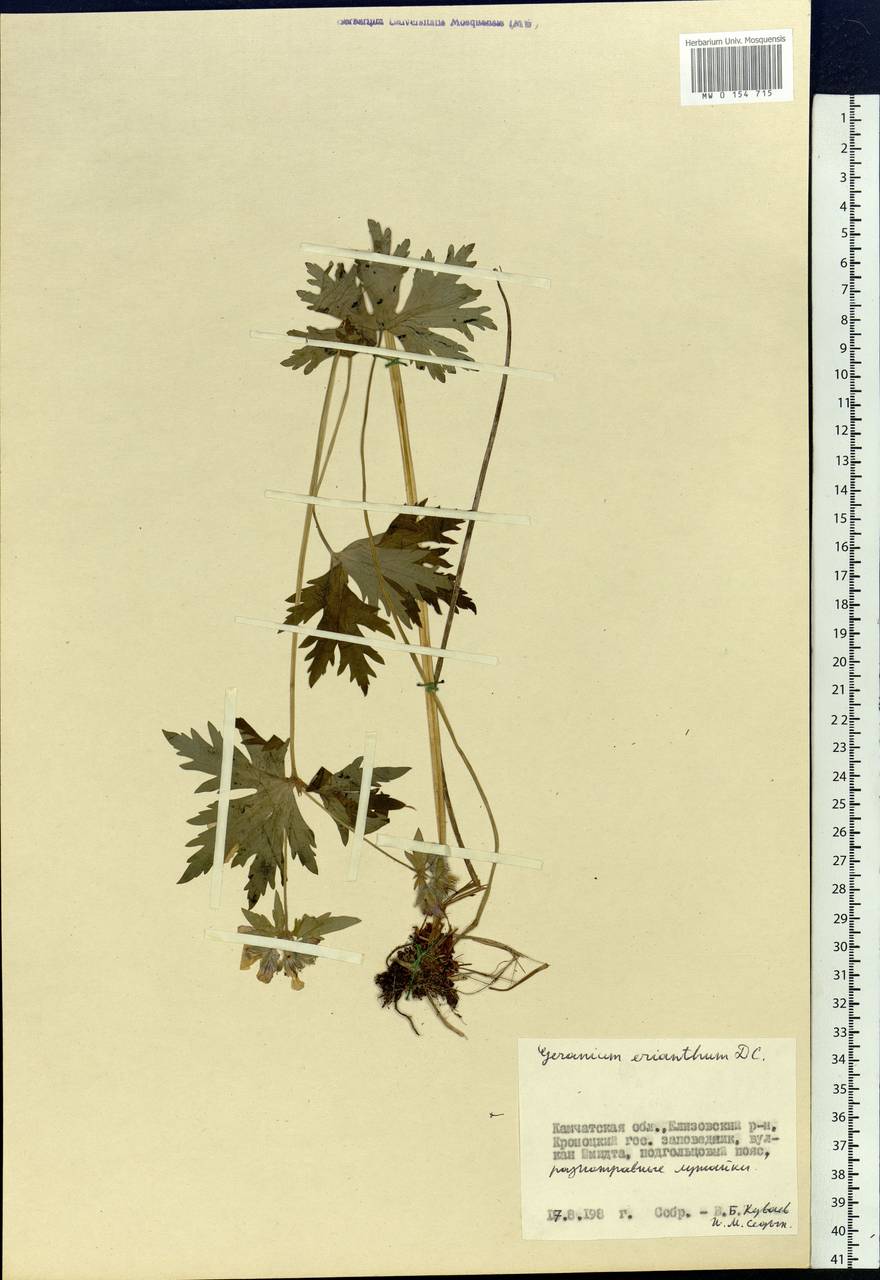 Geranium erianthum DC., Siberia, Chukotka & Kamchatka (S7) (Russia)