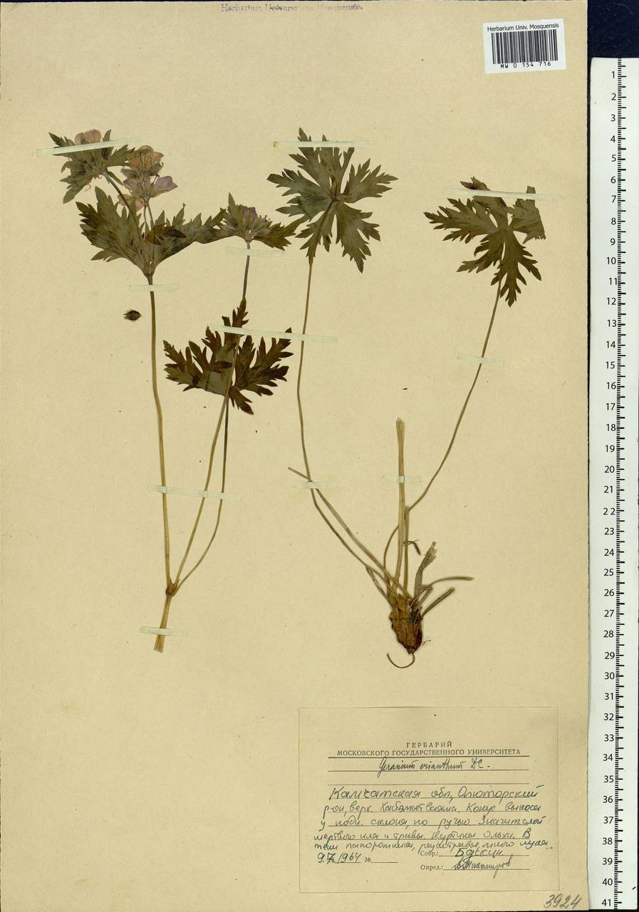 Geranium erianthum DC., Siberia, Chukotka & Kamchatka (S7) (Russia)