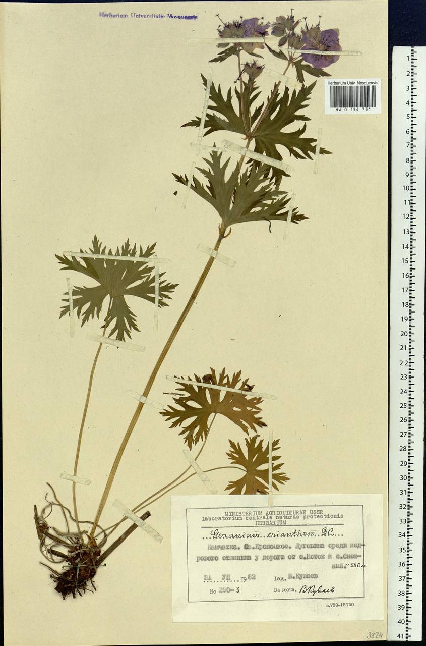 Geranium erianthum DC., Siberia, Chukotka & Kamchatka (S7) (Russia)