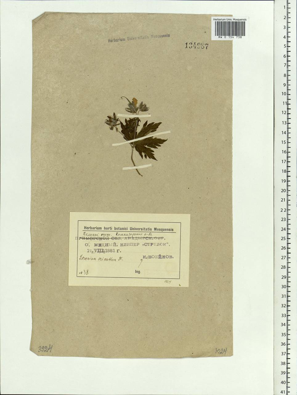 Geranium erianthum DC., Siberia, Chukotka & Kamchatka (S7) (Russia)