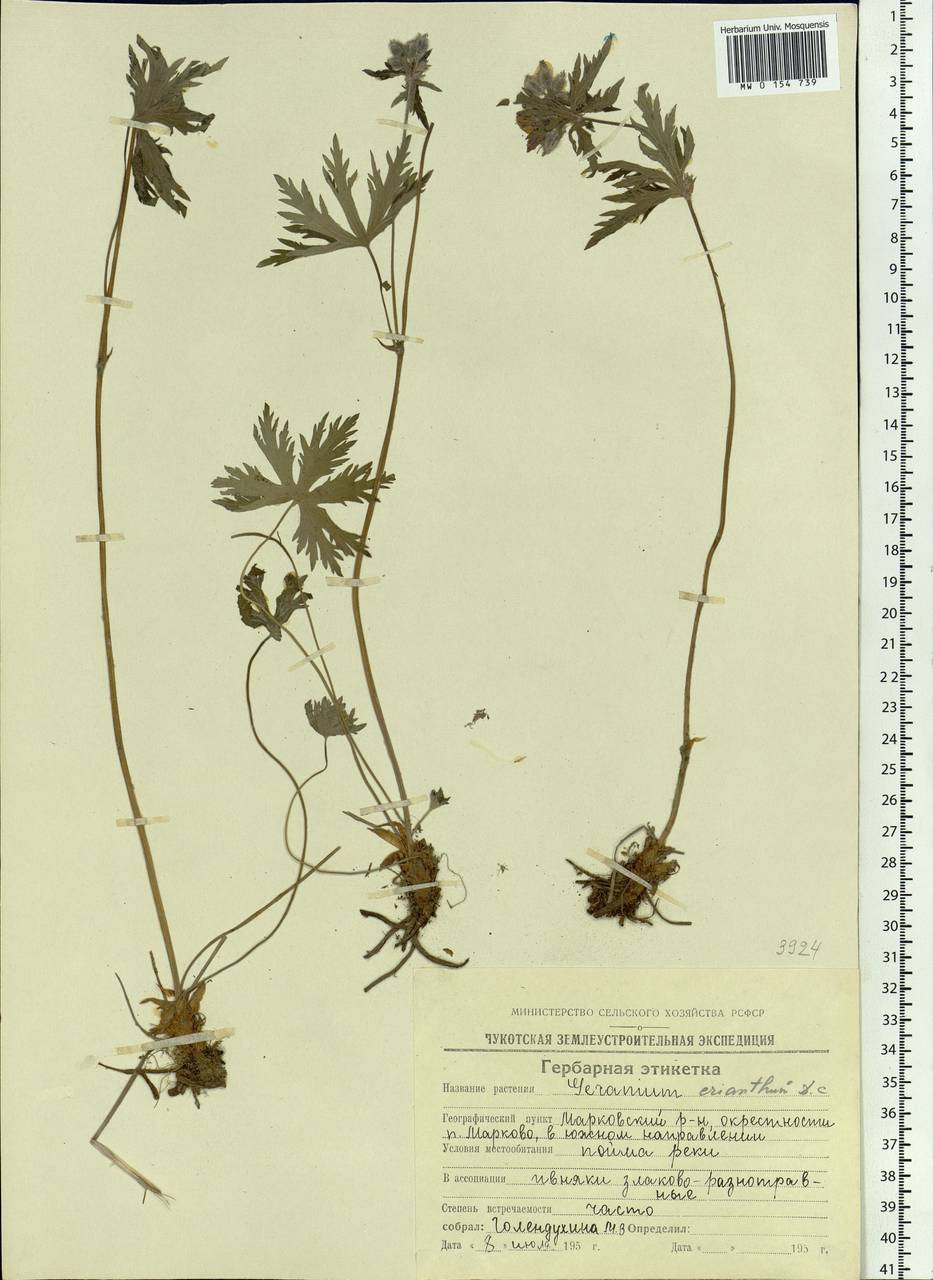 Geranium erianthum DC., Siberia, Chukotka & Kamchatka (S7) (Russia)