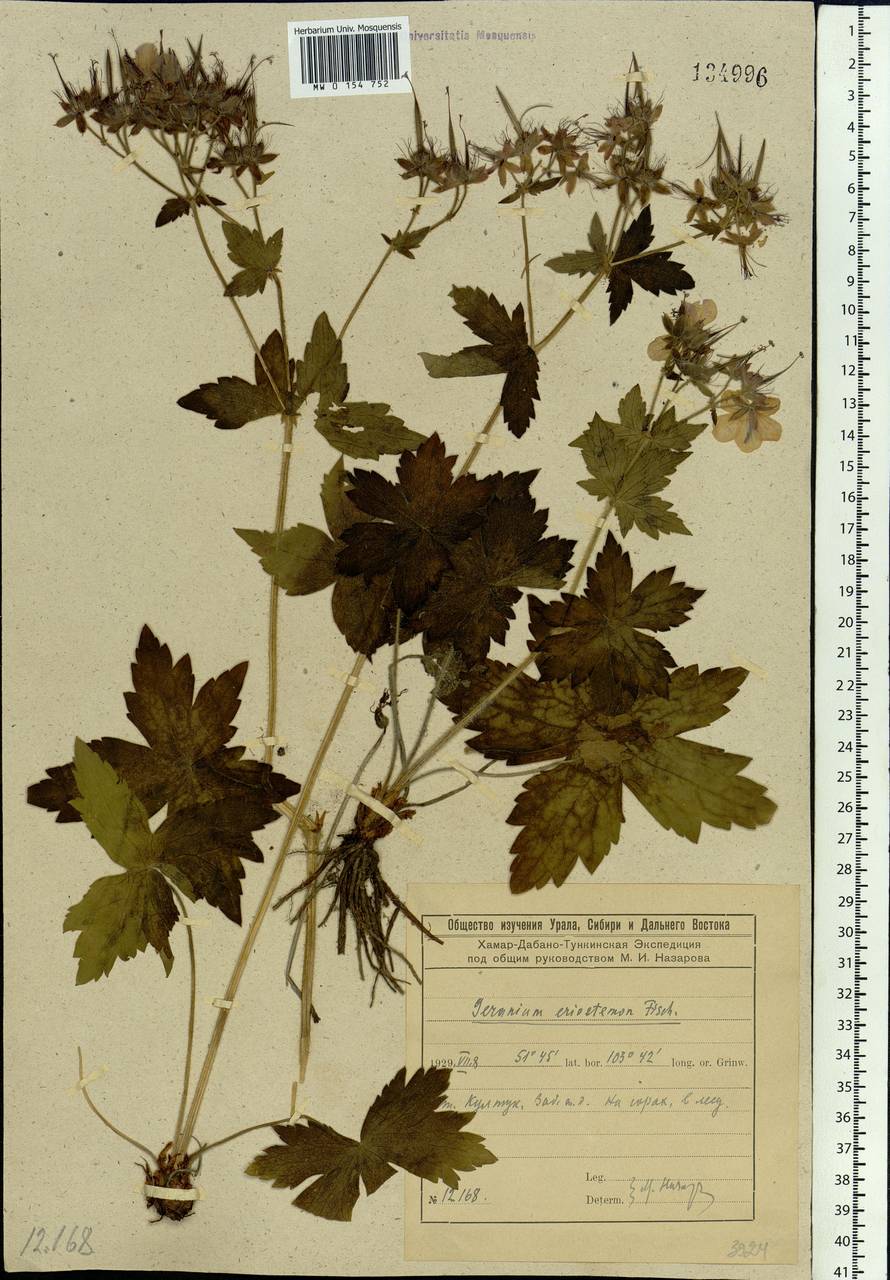 Geranium platyanthum Duthie, Siberia, Baikal & Transbaikal region (S4) (Russia)