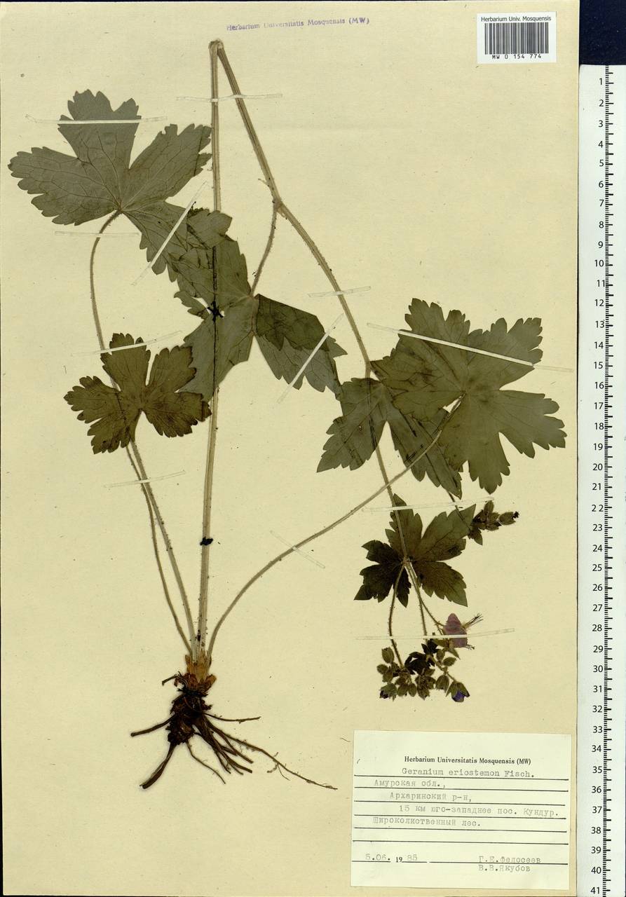 Geranium platyanthum Duthie, Siberia, Russian Far East (S6) (Russia)