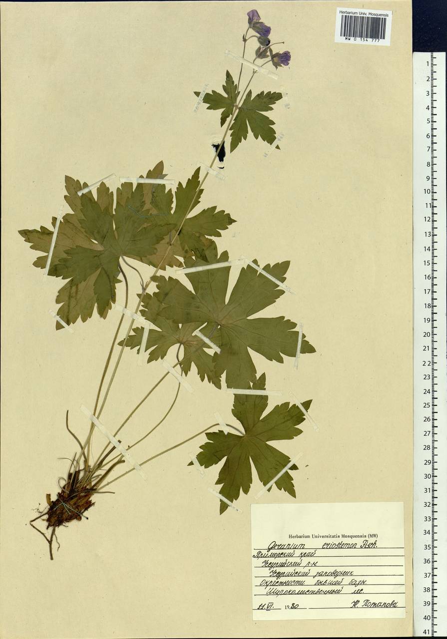 Geranium platyanthum Duthie, Siberia, Russian Far East (S6) (Russia)