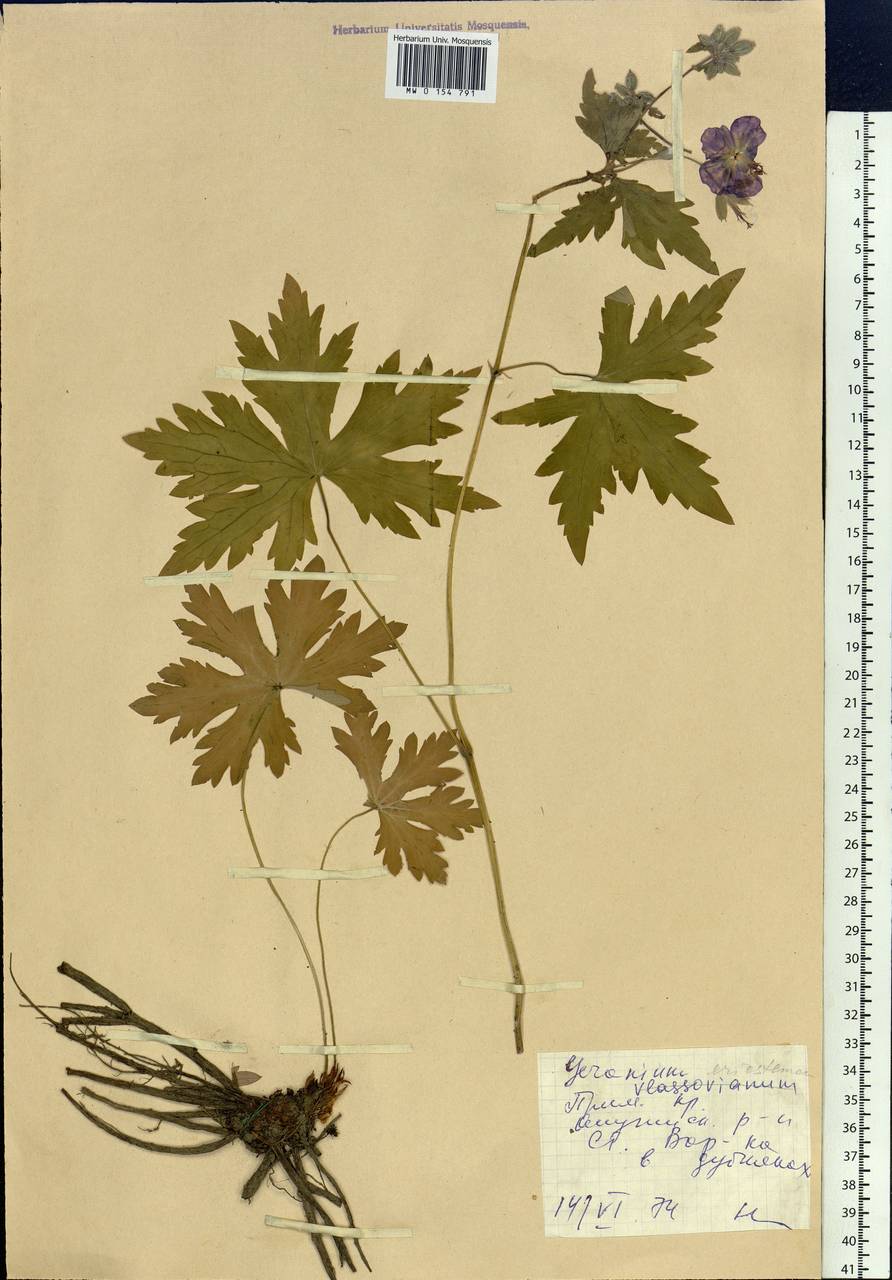 Geranium platyanthum Duthie, Siberia, Russian Far East (S6) (Russia)
