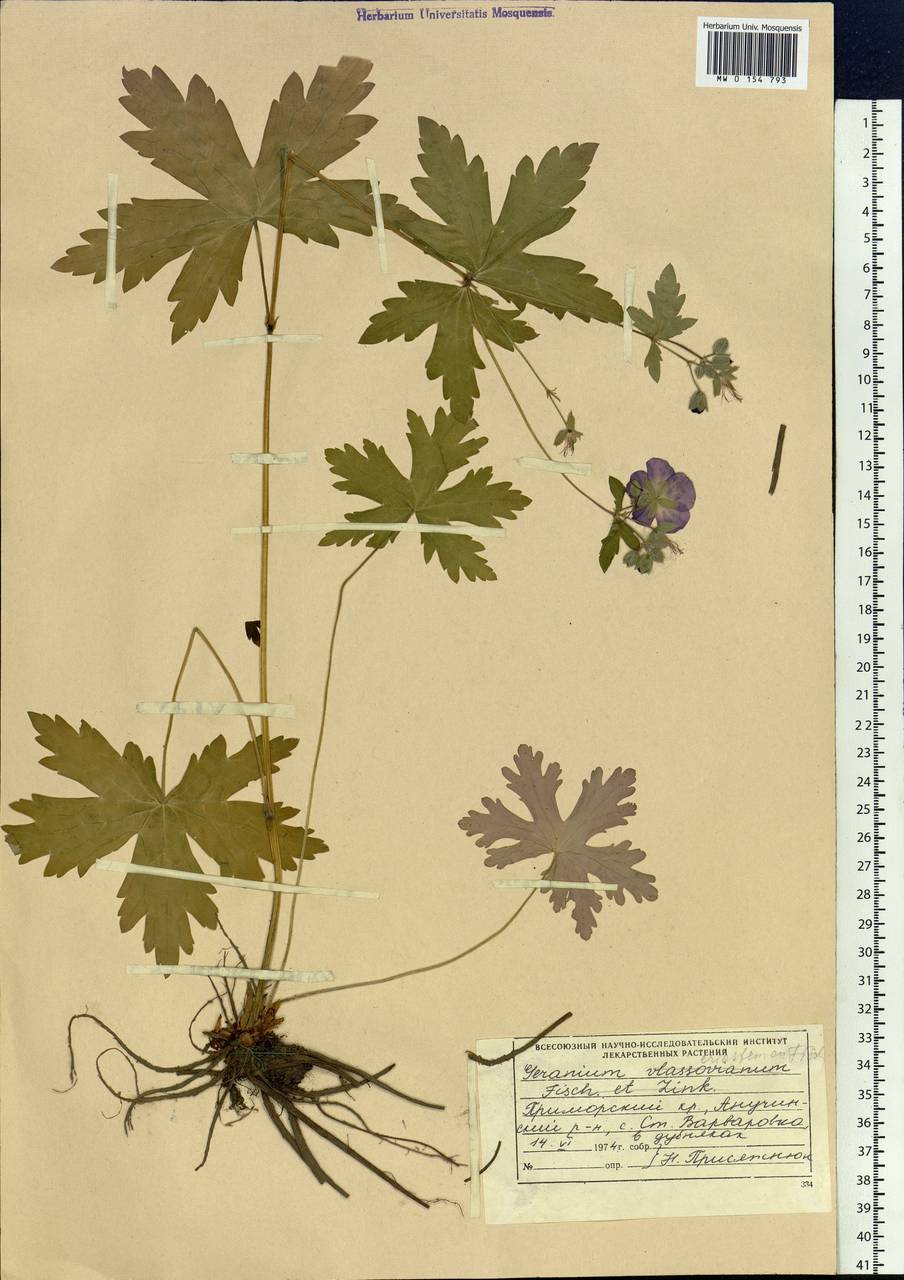Geranium platyanthum Duthie, Siberia, Russian Far East (S6) (Russia)