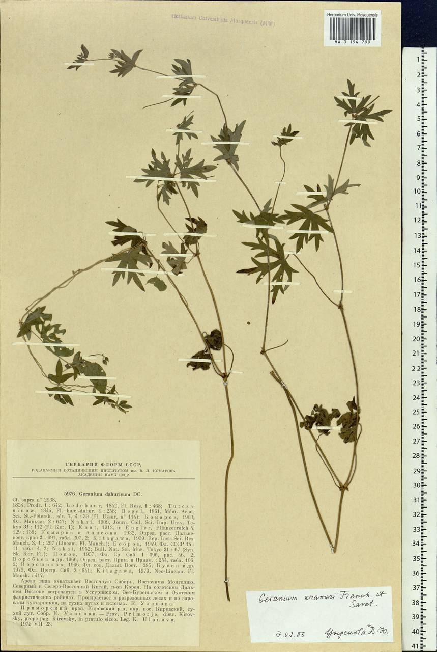 Geranium krameri Franch. & Sav., Siberia, Russian Far East (S6) (Russia)
