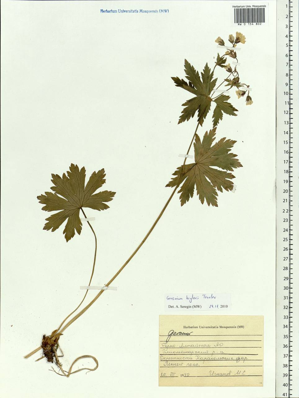 Geranium sylvaticum L., Siberia, Altai & Sayany Mountains (S2) (Russia)