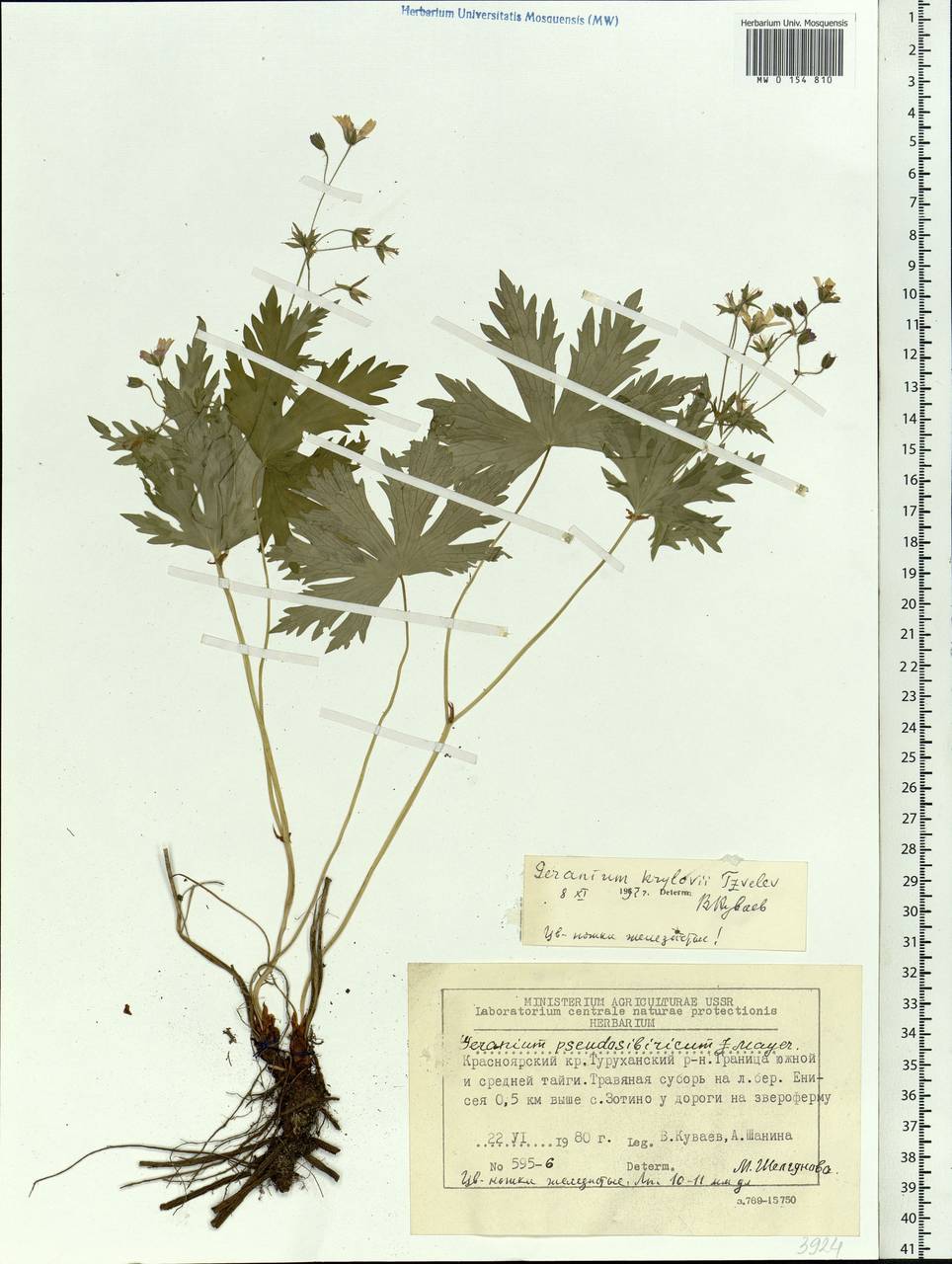 Geranium albiflorum Ledeb., Siberia, Central Siberia (S3) (Russia)
