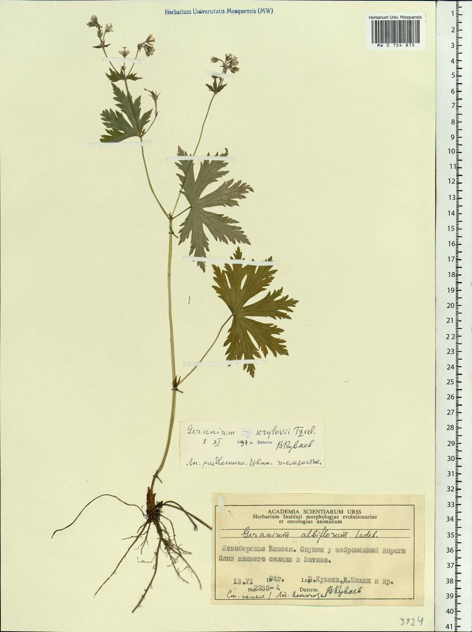 Geranium albiflorum Ledeb., Siberia, Central Siberia (S3) (Russia)