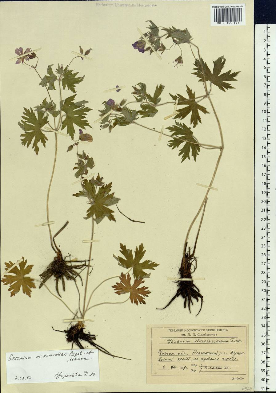 Geranium maximowiczii Regel & Maack in Regel, Siberia, Baikal & Transbaikal region (S4) (Russia)