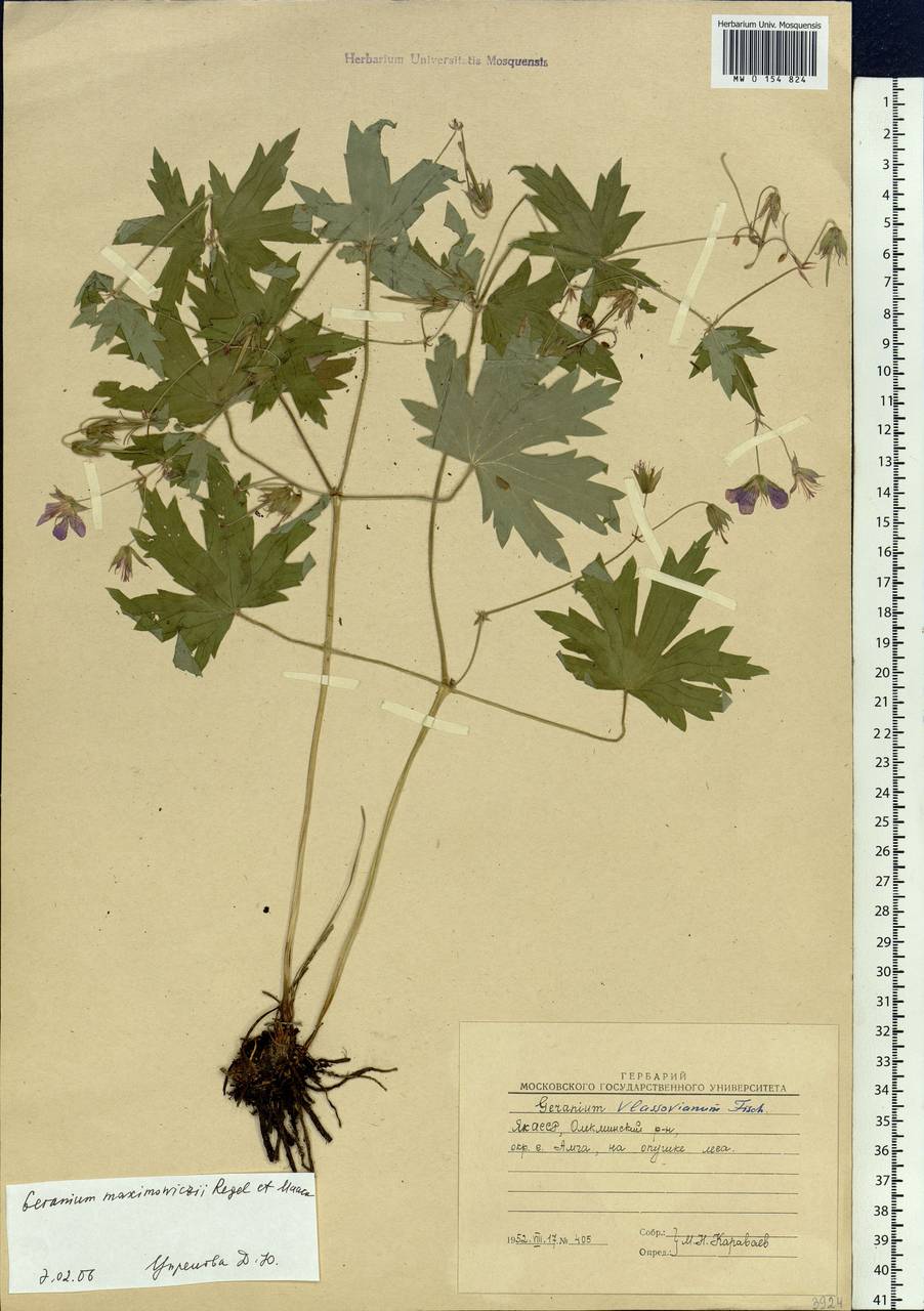 Geranium maximowiczii Regel & Maack in Regel, Siberia, Yakutia (S5) (Russia)