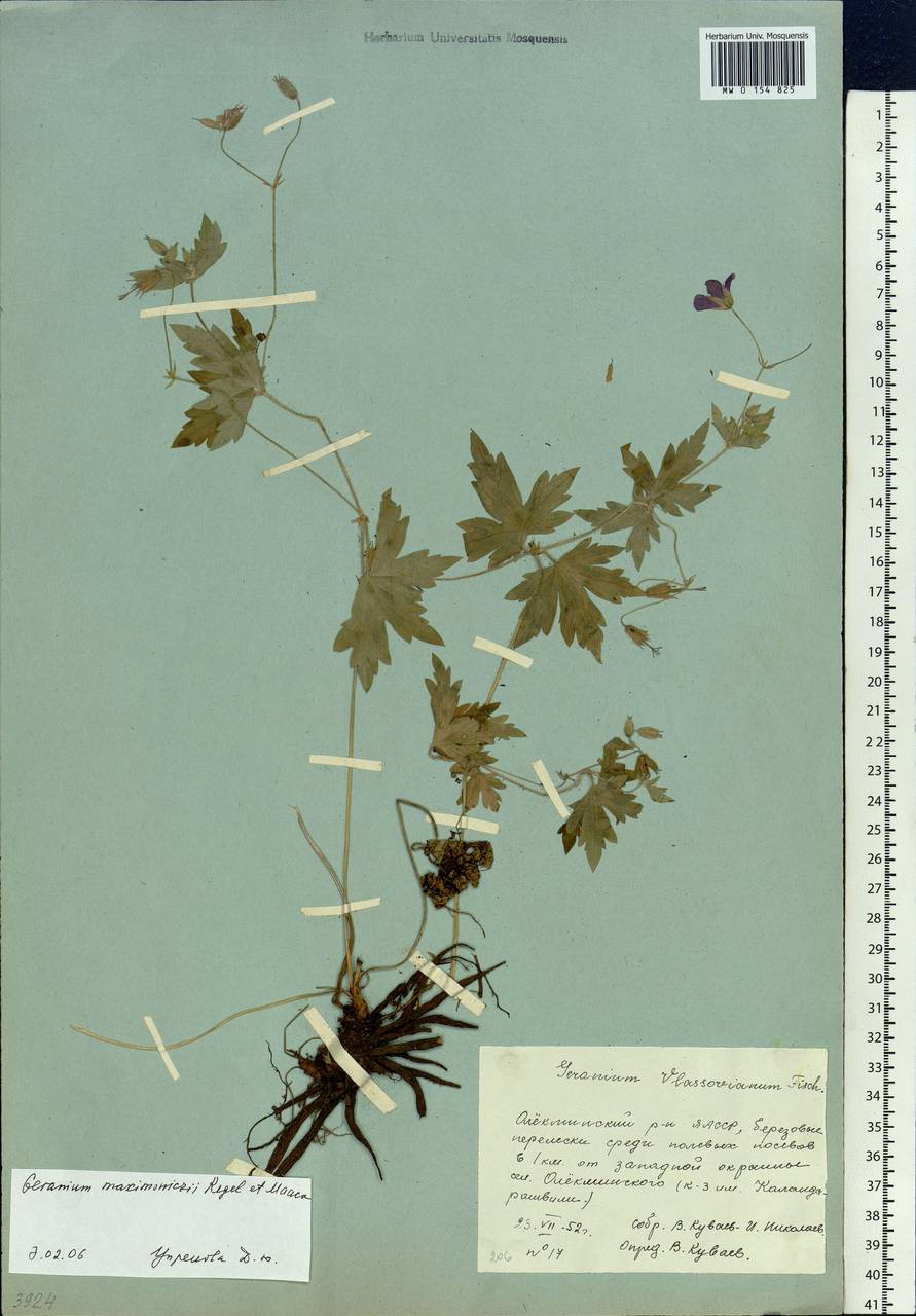 Geranium maximowiczii Regel & Maack in Regel, Siberia, Yakutia (S5) (Russia)