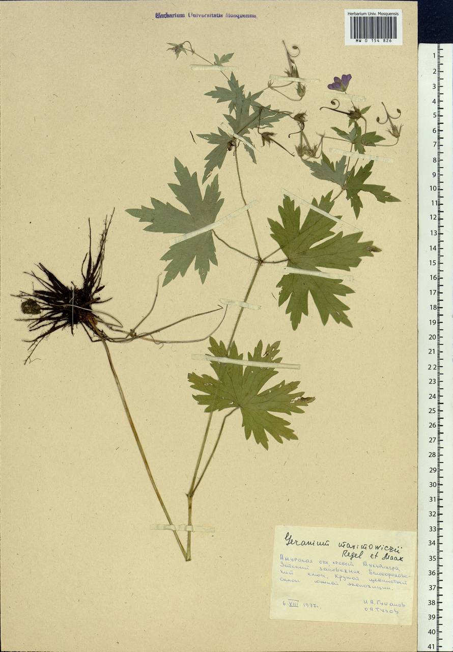 Geranium maximowiczii Regel & Maack in Regel, Siberia, Russian Far East (S6) (Russia)