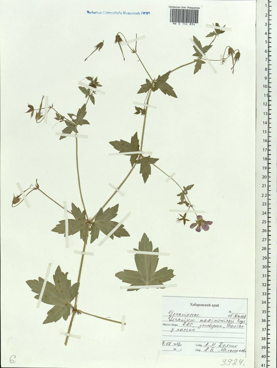 Geranium maximowiczii Regel & Maack in Regel, Siberia, Russian Far East (S6) (Russia)