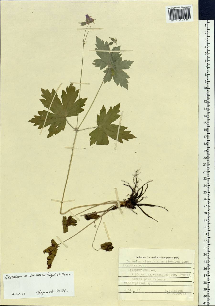 Geranium maximowiczii Regel & Maack in Regel, Siberia, Russian Far East (S6) (Russia)