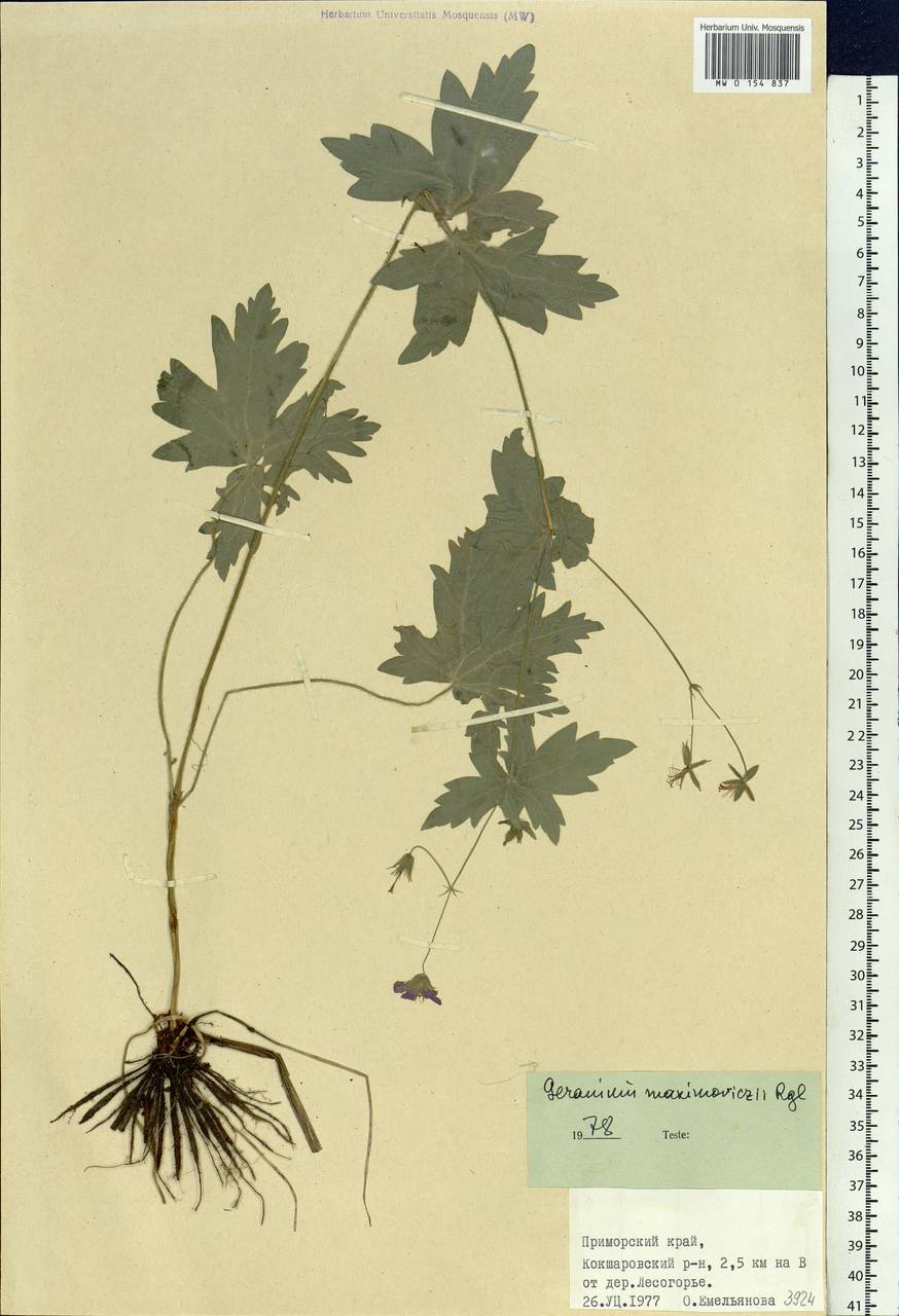 Geranium maximowiczii Regel & Maack in Regel, Siberia, Russian Far East (S6) (Russia)