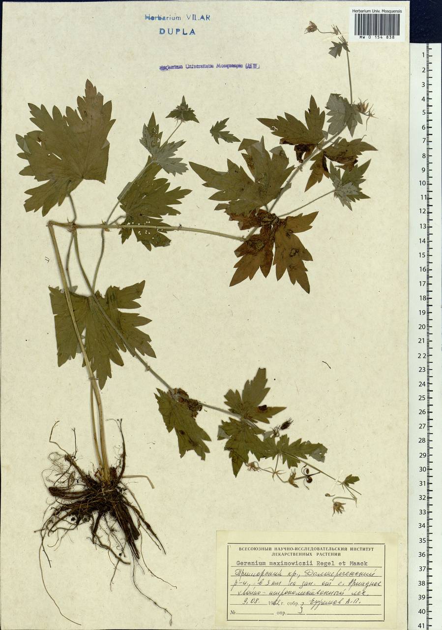 Geranium maximowiczii Regel & Maack in Regel, Siberia, Russian Far East (S6) (Russia)