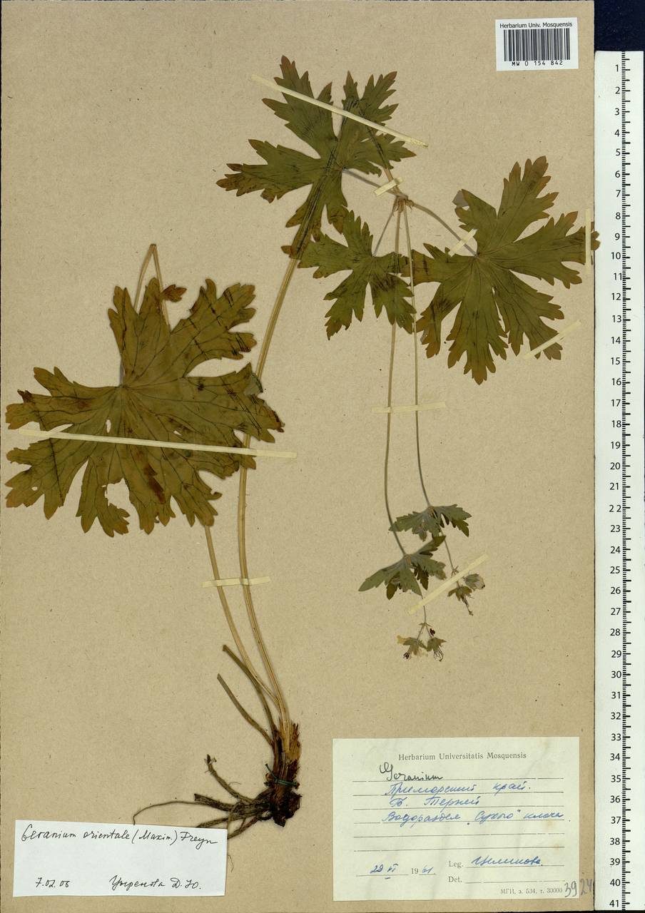Geranium erianthum DC., Siberia, Russian Far East (S6) (Russia)