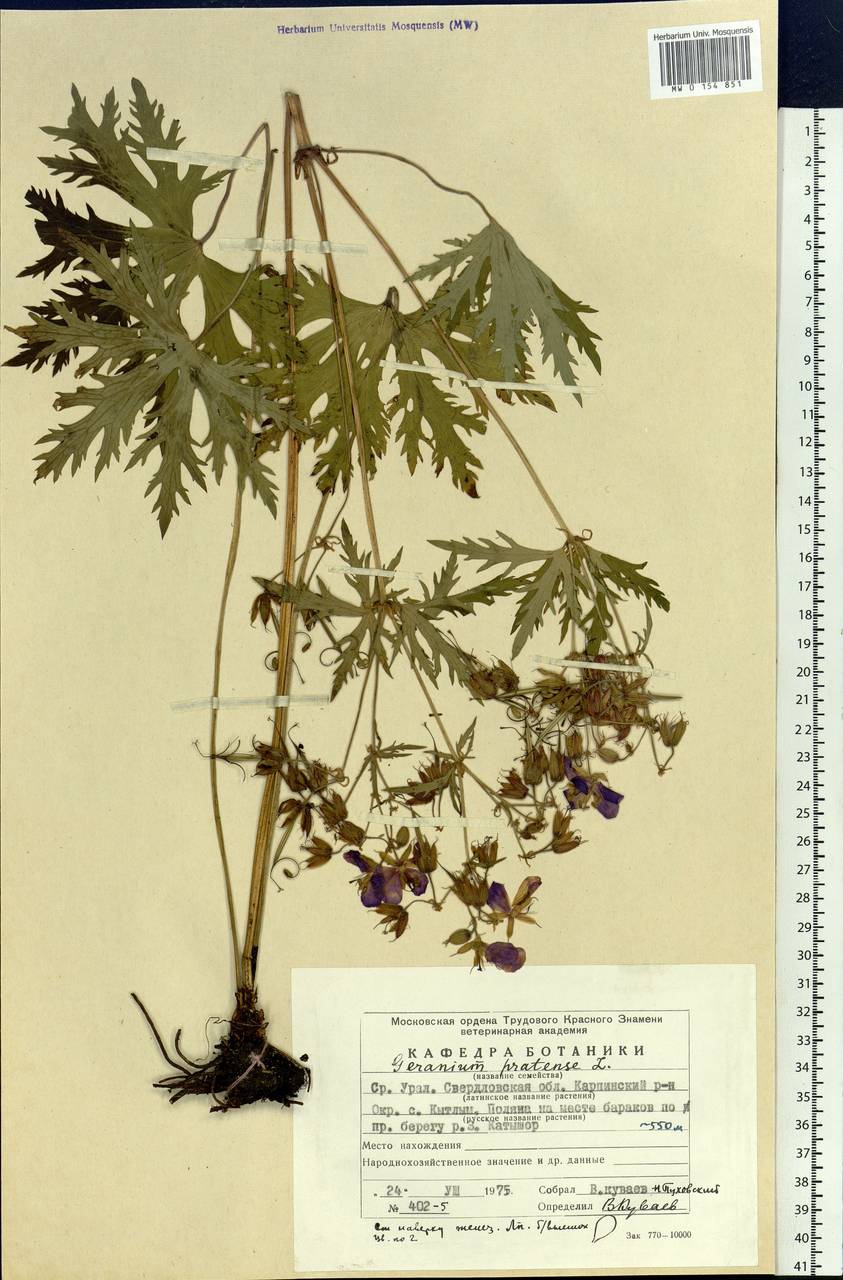 Geranium pratense L., Eastern Europe, Eastern region (E10) (Russia)
