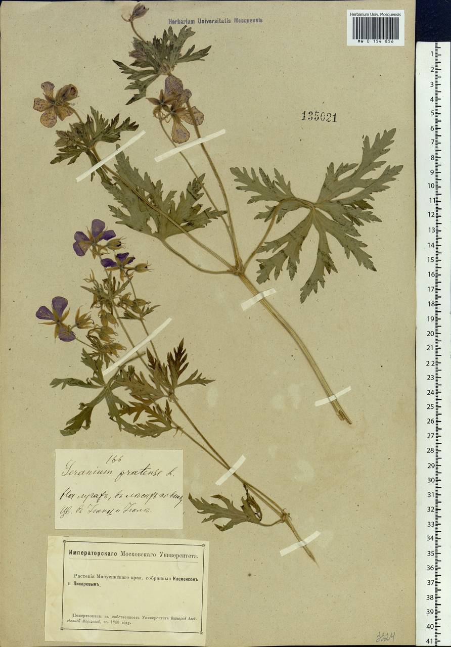 Geranium pratense L., Siberia, Altai & Sayany Mountains (S2) (Russia)