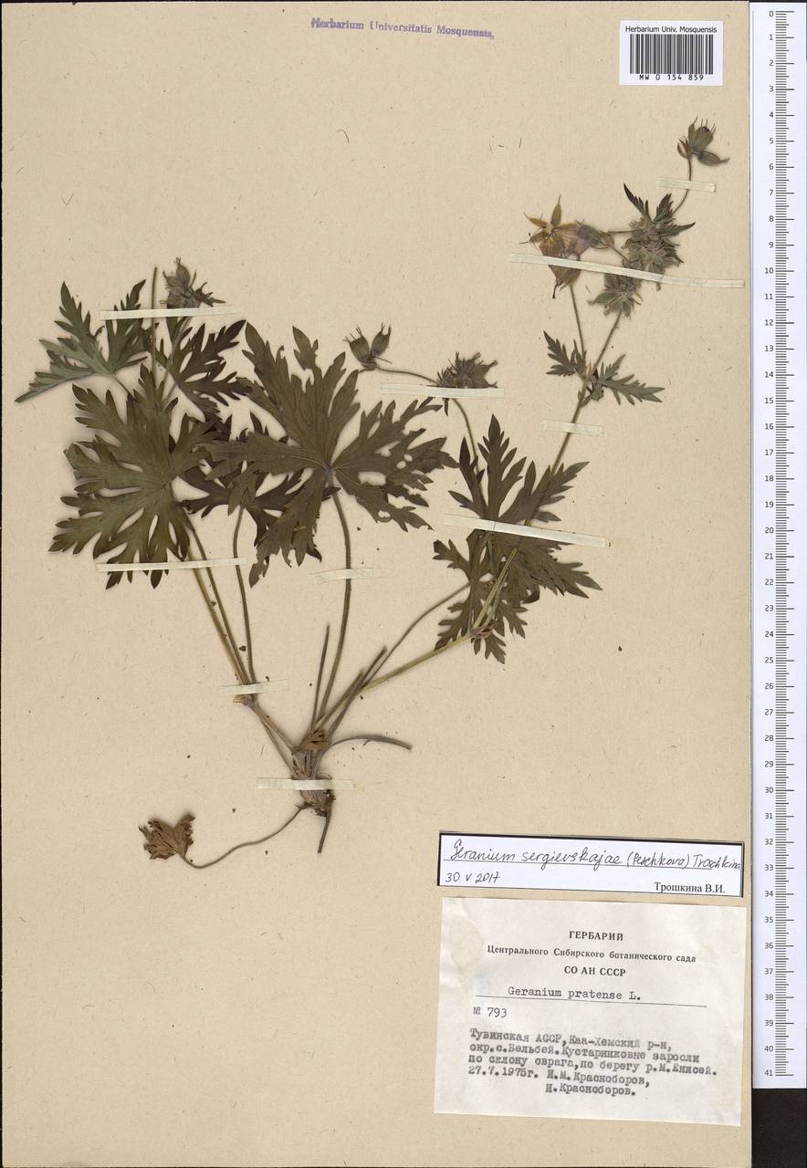 Geranium pratense L., Siberia, Altai & Sayany Mountains (S2) (Russia)