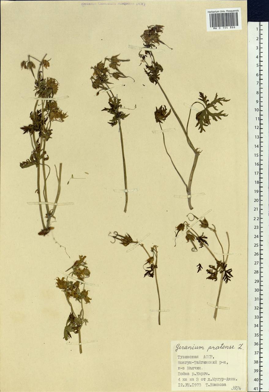 Geranium pratense L., Siberia, Altai & Sayany Mountains (S2) (Russia)