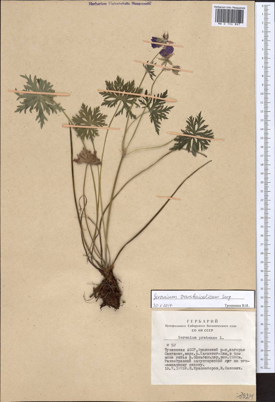 Geranium pratense L., Siberia, Altai & Sayany Mountains (S2) (Russia)